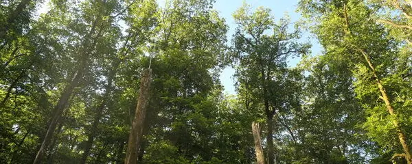 Forêt dégradée chablis bretagne reboisement